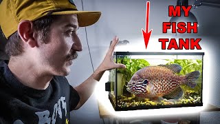 How I Built The Perfect Budget Aquarium For My Pet Bluegill [upl. by Sorips]