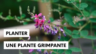 Planter une plante grimpante cest très simple [upl. by Ennelram281]