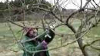 Fruitwise guide to apple tree pruningthe Bramley part 2 [upl. by Chere]