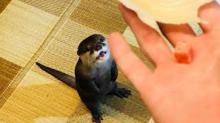 カワウソさくら サンチュみたいにレタスでジャーキーを包んでみた Otter to eat jerky in lettuce [upl. by Nirad]