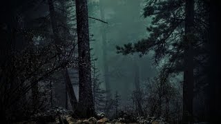 FOREST AT NIGHT  Crickets Owls Rain Wind in Trees  Relax Study Sleep DeStress 🎧 100 RELAX [upl. by Gavan]