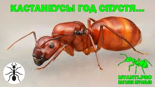 Camponotus castaneus год спустя [upl. by Nalyd350]