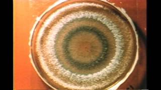 70 Trichoderma Growth Rings [upl. by Anneres906]