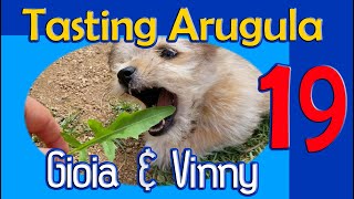 Video 19 Gioia Tastes Arugula [upl. by Atinyl]