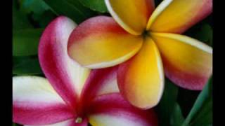 Bunga Kamboja  Plumeria  Frangipani [upl. by Atsev]