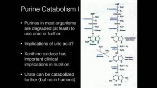 Purine Catabolism [upl. by Enyrb]