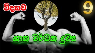 9 ශ්‍රේණිය විද්‍යාව  ශාක වර්ධක ද්‍රව්‍ය  7 පාඩම Grade 9 Science  Plant Growth Substances [upl. by Alleacim]