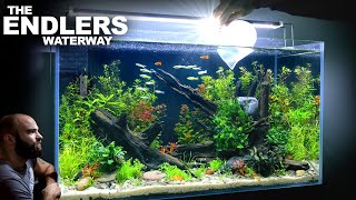 The Endlers Waterway 3ft NO FILTER Endler Guppy ECOSYSTEM Aquascape Tutorial [upl. by Adnical]