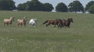 Wild horse roundup sparks controversy [upl. by Filip]