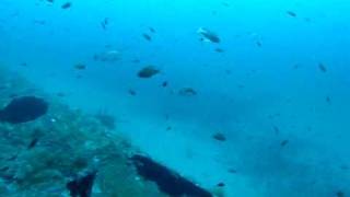 Sous Marin  Le Rubis  40m  Cavalaire  vidéo plongée sous marine [upl. by Scarrow654]