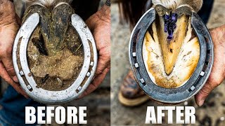 Farrier Horse Hoof Restoration  SATISFYING 4K ASMR [upl. by Haeckel]