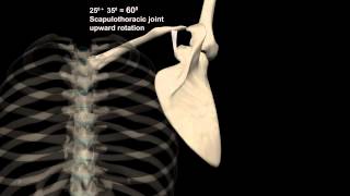 Scapulohumeral Rhythm Shoulder Abduction with Muscular Analysis [upl. by Mayfield32]