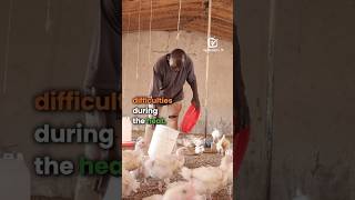 Heat a redoubtable enemy for poultry farmers agribusinesstv [upl. by Irroc]