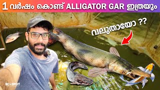 KOICARPനെ എടുത്ത് ALLIGATOR GARനു തിന്നാൻ കൊടുത്തു  Alligator Gar Massive Growth Within One Year [upl. by Chance101]