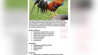 Different types of Gamefowl bloodline characteristics and weaknesses [upl. by Shea]