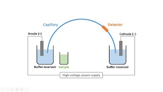 Capillary Electrophoresis Part 2 Instrumentation amp Electroosmotic Flow [upl. by Eelano494]