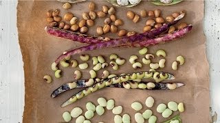 How To Put Up Your Peas  Southern Living [upl. by Atauqal370]