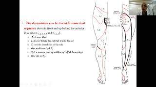 Dermatomes amp myotomes of lower limb [upl. by Mayfield]