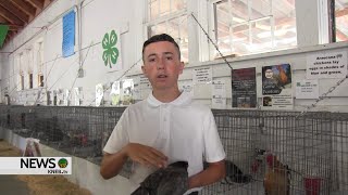 Scotts Bluff County Fair 4H Poultry and Lamb Shows [upl. by Ynomrah]