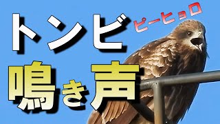 トンビの鳴き声集 ピーヒョロピーヒョロ色々な場所で鳴くトビ鳶の鳴き声を集めてみた動画 [upl. by Alfonso]