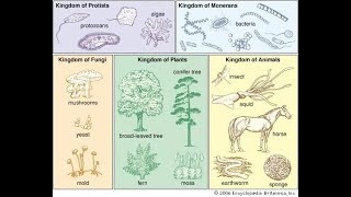 Classification of Living Things amp The Five Kingdoms [upl. by Hobbie]