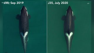 Orca J35 who carried dead calf for 17 days is pregnant again [upl. by Medea966]