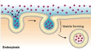 Endocytosis ampExocytosis The Fundamental Unit of Lifepart 9 RooseTube ClassIX Biology series [upl. by Arnold577]