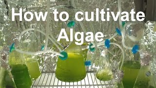 How to Grow Algae with high yield [upl. by Danae374]