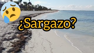 SARGAZO en CANCUN HOY 2020 asi lucen las playas [upl. by Tepper]