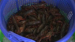 Louisiana crawfish prices fall expected to rise again soon [upl. by Robertson]