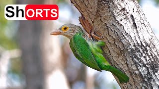 Mother Feed Baby Asian Barbet In Hollow Tree – Bird Nest In Tree Cavity Lineated Barbet Sound 3 [upl. by Shell]