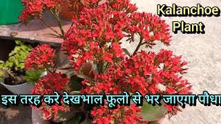 kalanchoe plant carenature gardening youtube shashi6928 [upl. by Clarabelle]