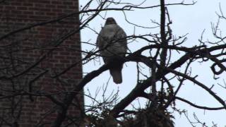 Stuyvesant Town Hawk 1080p [upl. by Haya]