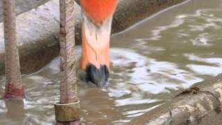 Caribbean Flamingo Eating Up Close [upl. by Hermia]