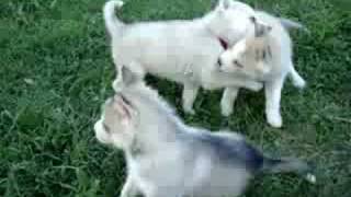 5 week old Siberian Husky puppies playing [upl. by Connelly]