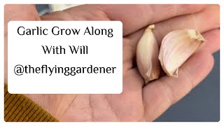 Garlic GrowALong  Planting Small Cloves  2024 Harvest “Challenge” by theflyinggardener [upl. by Crista]