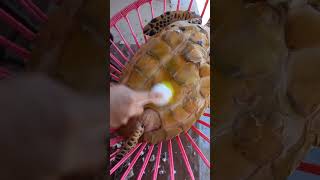 tortuga carey fypシ゚viral turtle tortugasmarinas shortvideos fy fypage fypシ゚ [upl. by Aicylla]