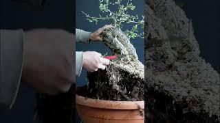 Quercus suber future Bonsai [upl. by Sayres]