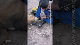 In Critical Moments Emergency Rescue Dog Save PeopleShorts [upl. by Zumwalt997]