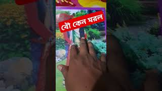 NB vlogs কেন মরল বৌ🤣 [upl. by Ainahs]