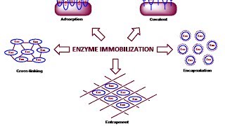 Enzyme immobilization physical method [upl. by Ame]