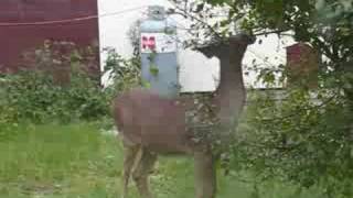 Ontario Whitetail Deer  Rainy River Spike Buck Harris Hill Resort [upl. by Tamra906]