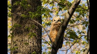 Great Horned Owlet Keeps Cool By Gular Fluttering [upl. by Intihw]