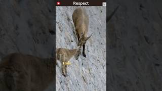 This Goat Defies Gravity And Climb Walls  The Incredible Ibex  Masters of the Mountain [upl. by Jair916]