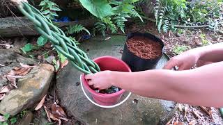 Sansevieria cylindrica Snake Plant braid adds beauty and whimsical house plant  indoor plants [upl. by Lisbeth]