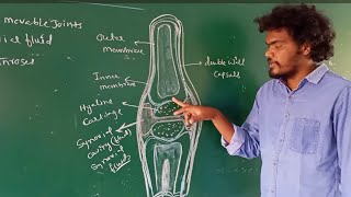 Structure of synovial jointstypes of joints [upl. by Leahkim213]