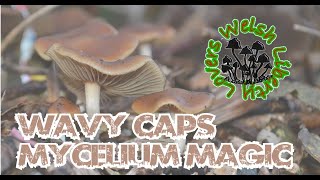 Wavy Caps  Mycelium Magic Psilocybe Cyanescens [upl. by Akimrej]