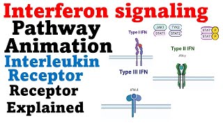 Interferon gamma signaling pathway  ifn gamma [upl. by Ymerrej]