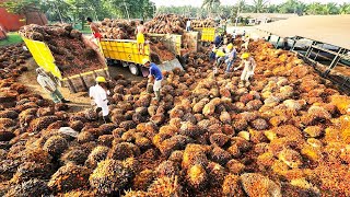 Palm Oil Production Process  How Palm Oil is Made in a Factory  Processing Factory [upl. by Hultin644]