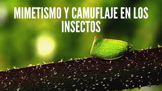 Mimetismo y camuflaje en los insectos 🐞 [upl. by Premer]